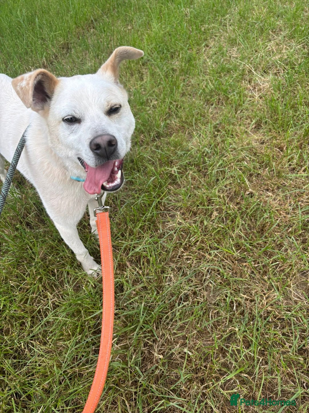 Mixed Breed dogs for adoption: Meet Bear, currently residing in Cheshire  - Image 4