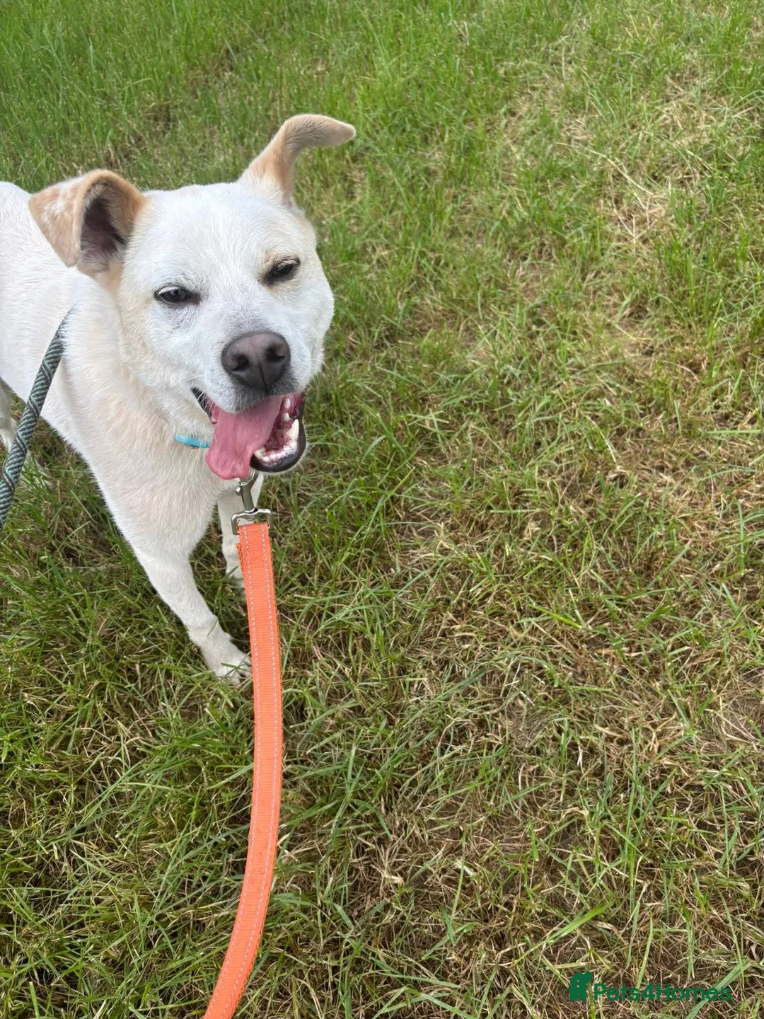 Mixed Breed dogs for adoption: Meet Bear, currently residing in Cheshire  - Advert 4