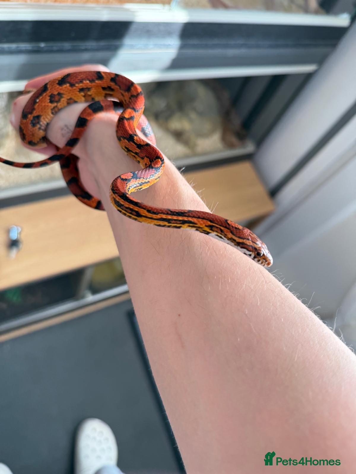 Corn Snake reptiles Red corn snake  - Advert 2