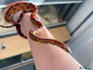 Corn Snake reptiles Red corn snake - Advert 2