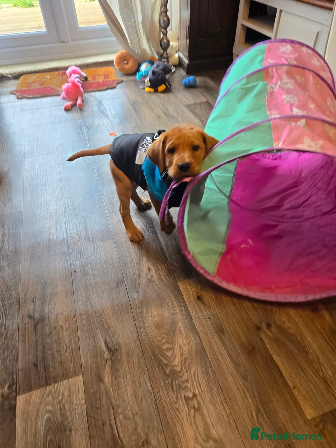 Labrador Retriever dogs for sale: Fox red lab - Image 2