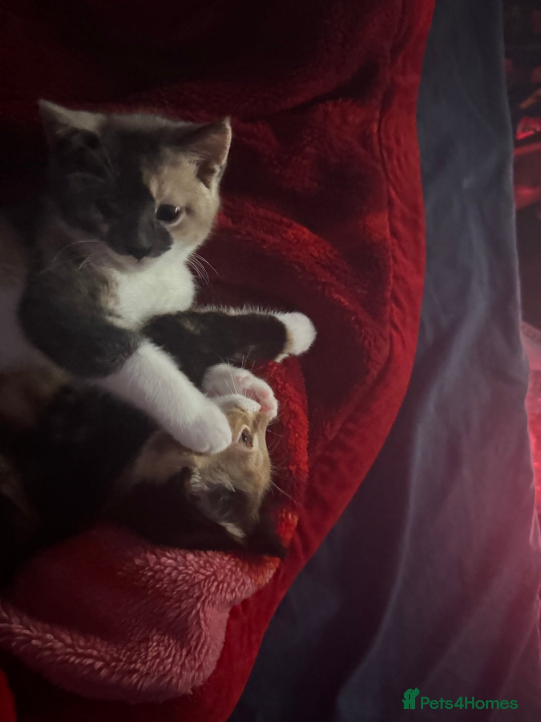 Mixed Breed cats for sale: Nebu/nova and luna(mother) - Advert 4