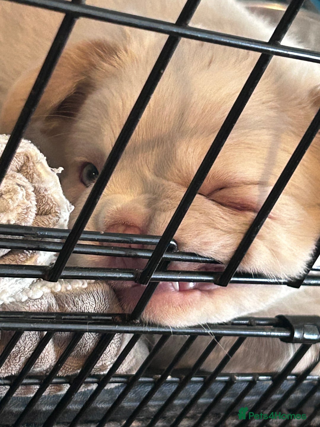 French Bulldog dogs for sale: French bulldog puppies ready  - Advert 4