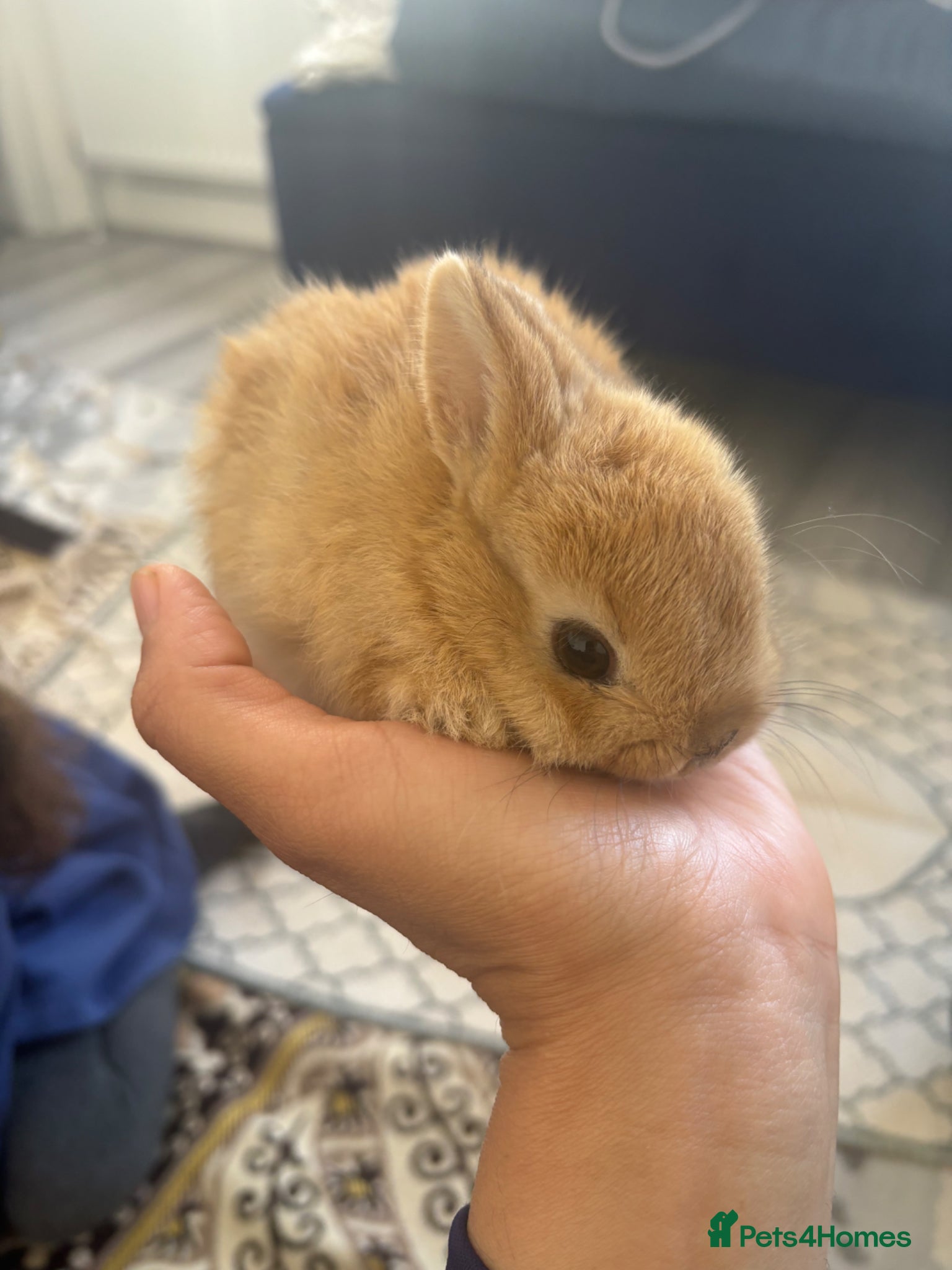 Netherland Dwarf rabbits for sale: Netherland dwarf  in Harrow - Advert 1