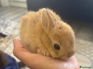 Netherland Dwarf rabbits Netherland dwarf - Advert 4