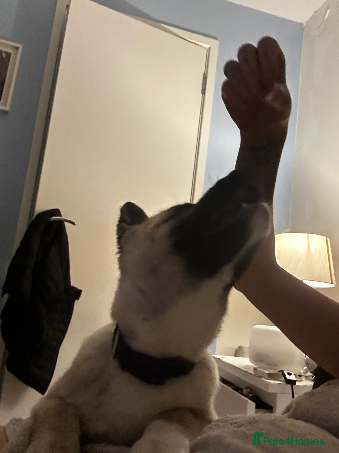 Akita dogs for sale: Lovely 5 month old boy urgently needing new home  - Advert 2