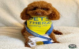 Toy Poodle dogs for sale: TINY TOY POODLE PUPPIES 5🌟LICENSED BREEDER  - Image 13
