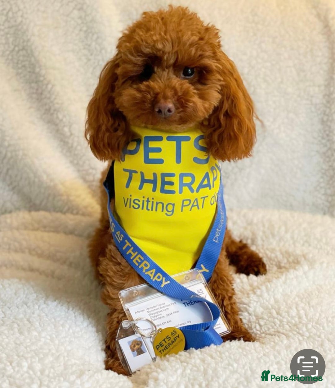 Toy Poodle dogs for sale: TINY TOY POODLE PUPPIES 5🌟LICENSED BREEDER  - Image 13