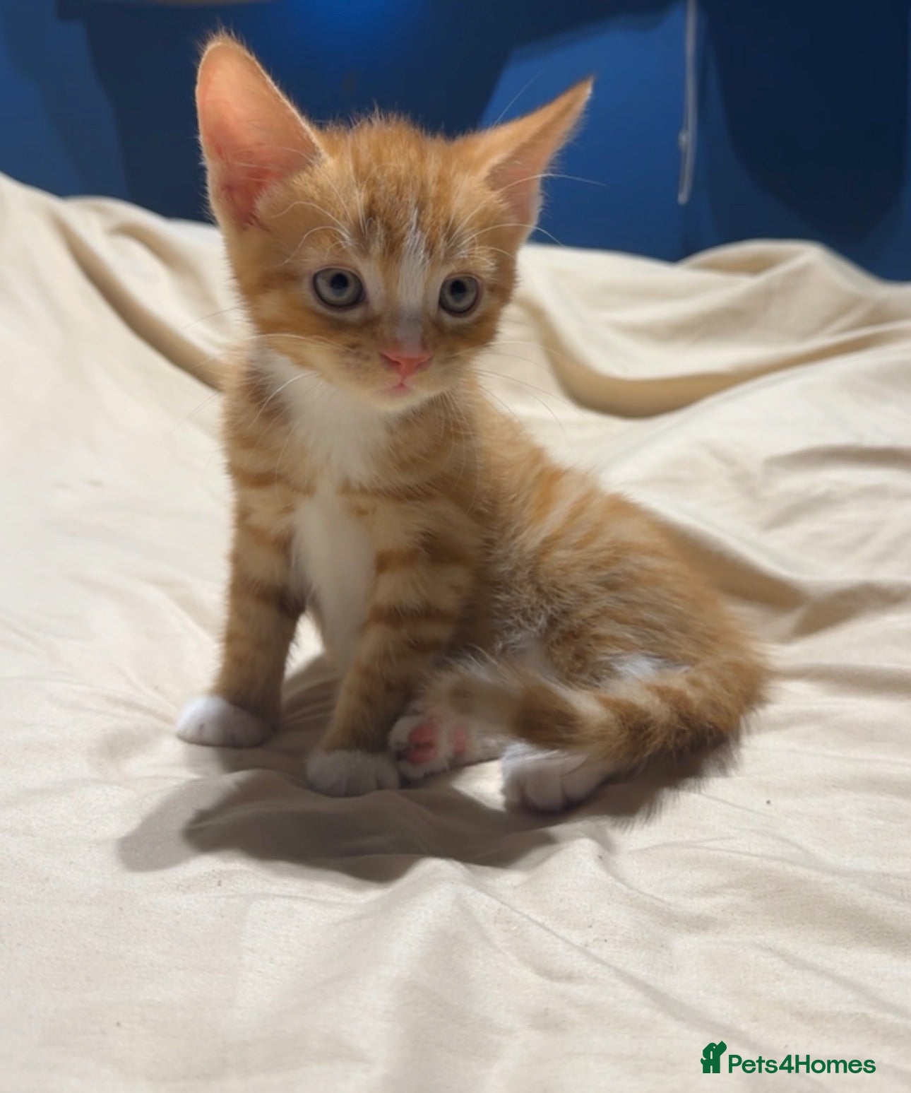 Mixed Breed cats Male ginger kitten for sale  - Advert 1