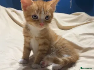 Mixed Breed cats Male ginger kitten for sale - Advert 1