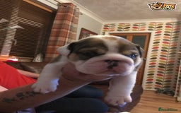 English Bulldog dogs for stud: QUALITY RED AND WHITE BULLDOG STUD DISCOUNT CHIPS in Sunderland - Image 8