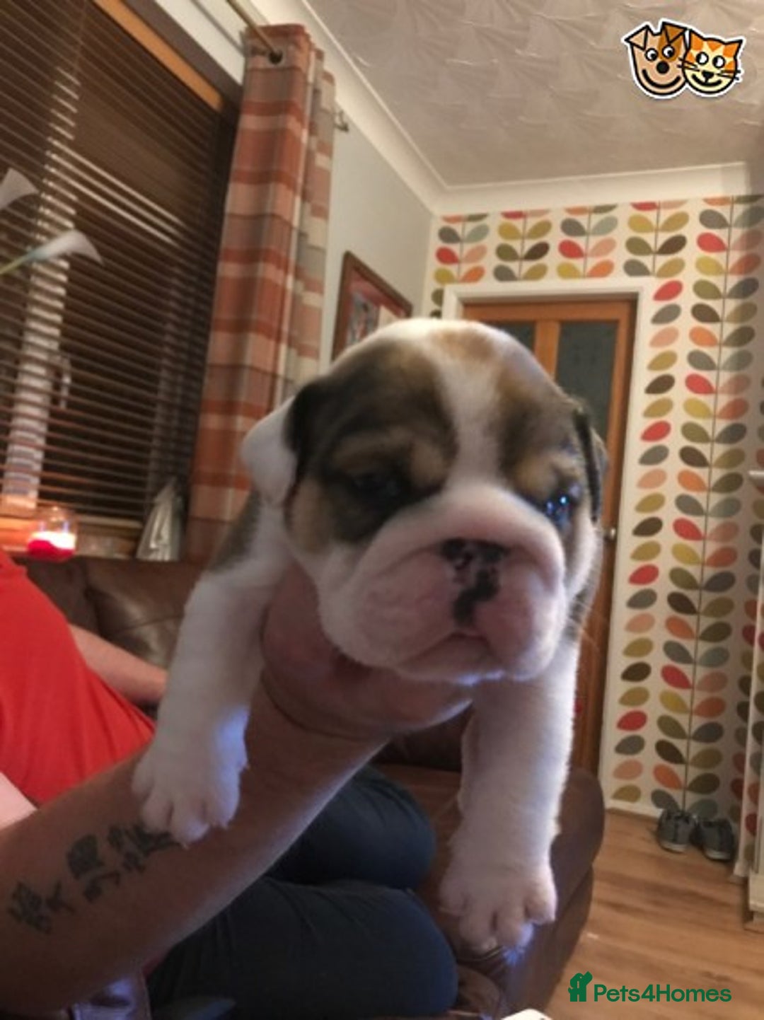 English Bulldog dogs for stud: QUALITY RED AND WHITE BULLDOG STUD DISCOUNT CHIPS in Sunderland - Image 8