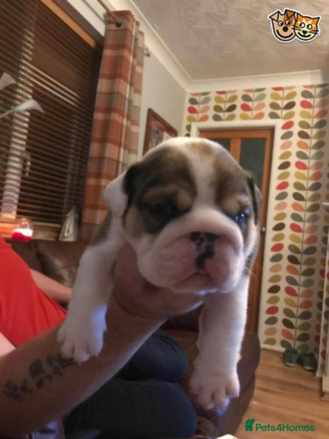 English Bulldog dogs for stud: QUALITY RED AND WHITE BULLDOG STUD DISCOUNT CHIPS in Sunderland - Advert 8