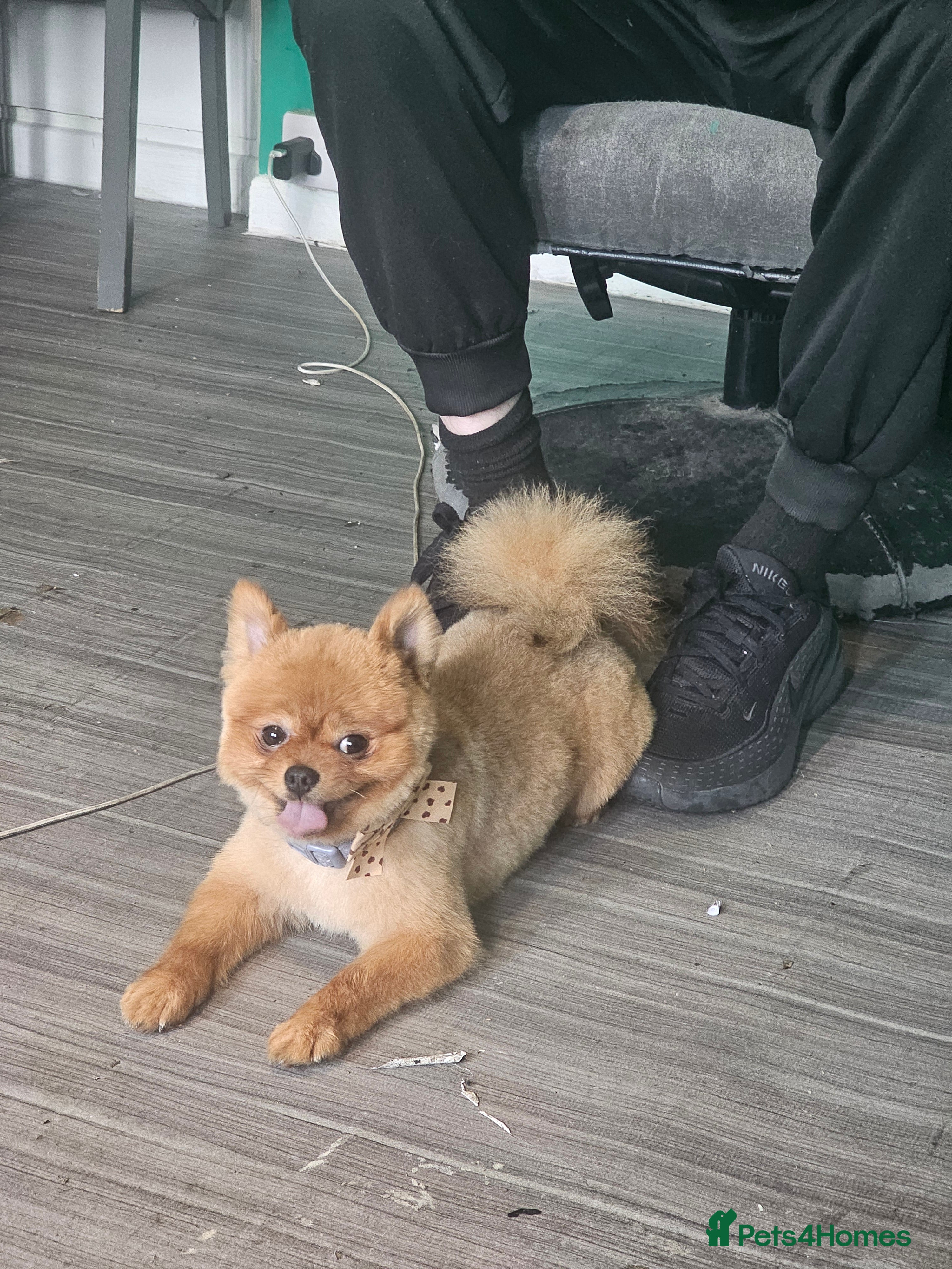 Pomeranian dogs PROVEN orange sable pom  - Advert 1