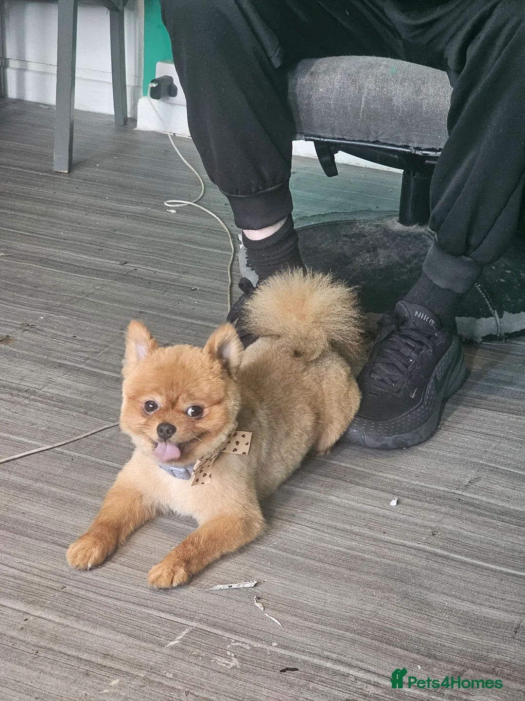 Pomeranian dogs for stud: PROVEN orange sable pom  - Advert 1