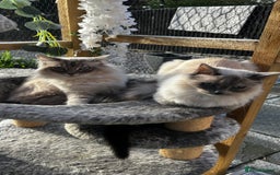 Ragdoll cats for sale: Beautiful ragdoll kittens - Image 13
