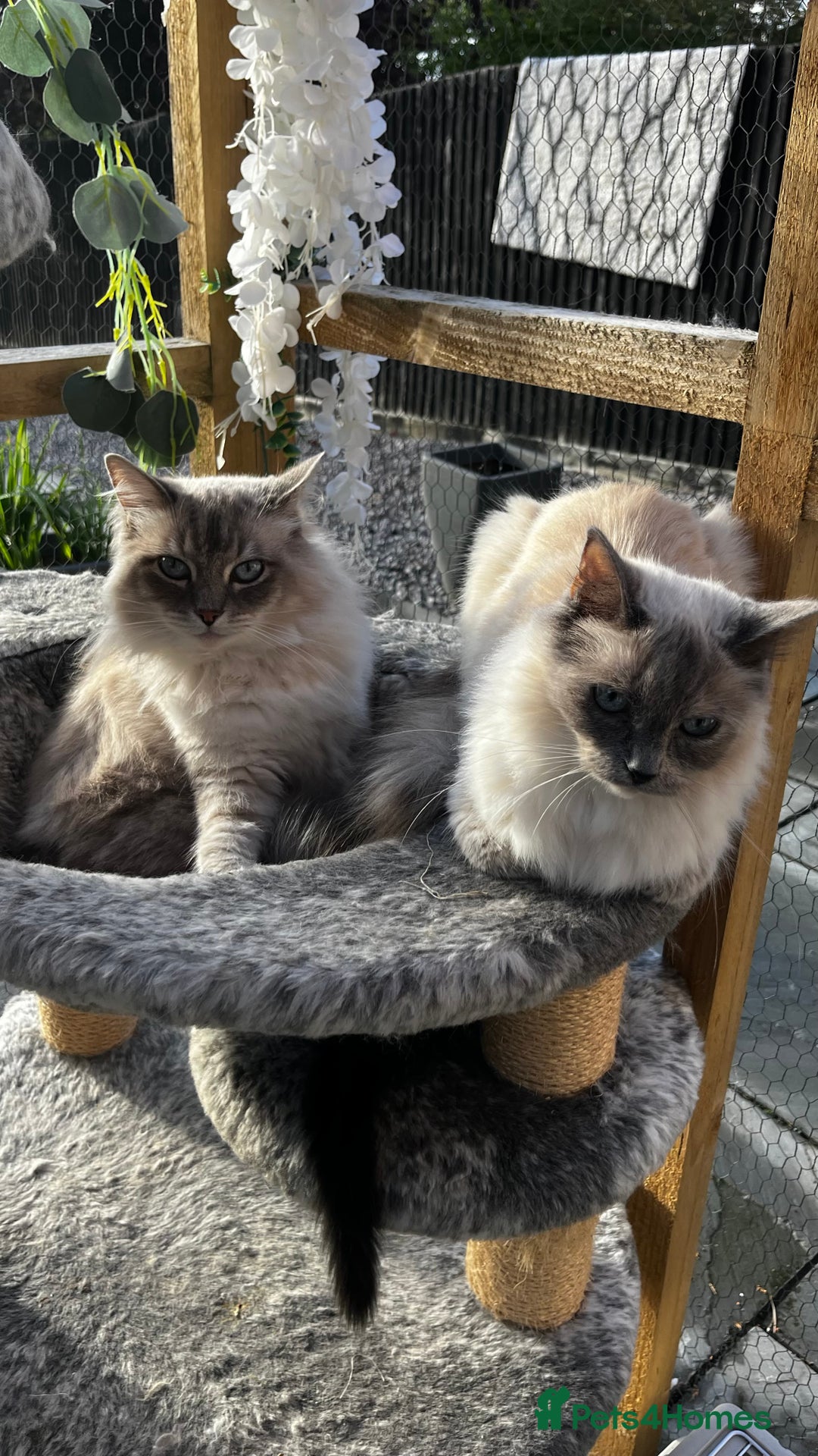 Ragdoll cats for sale: Beautiful ragdoll kittens - Image 13
