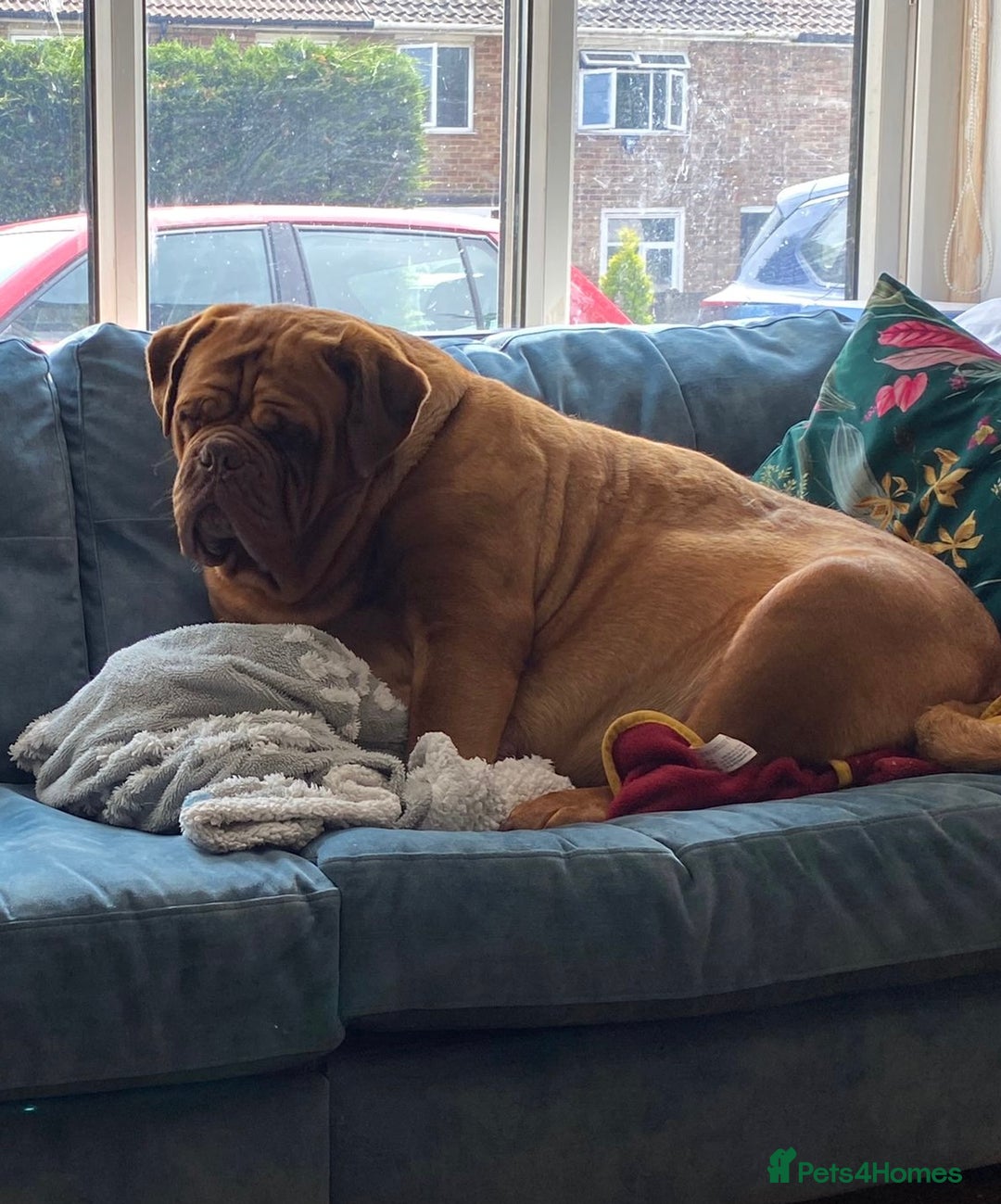 Dogue De Bordeaux dogs for sale: REDUCED Stunning litter of puppies  - Image 9