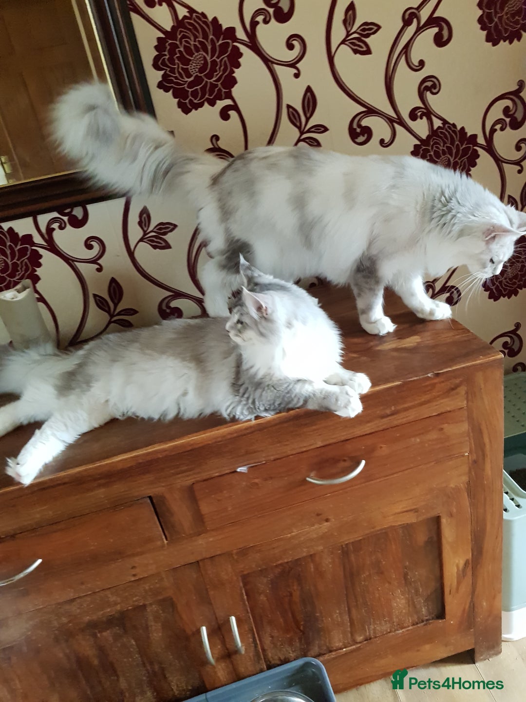 Maine Coon cats for sale: 2 stunning pure bread maine coon kittens  - Advert 5
