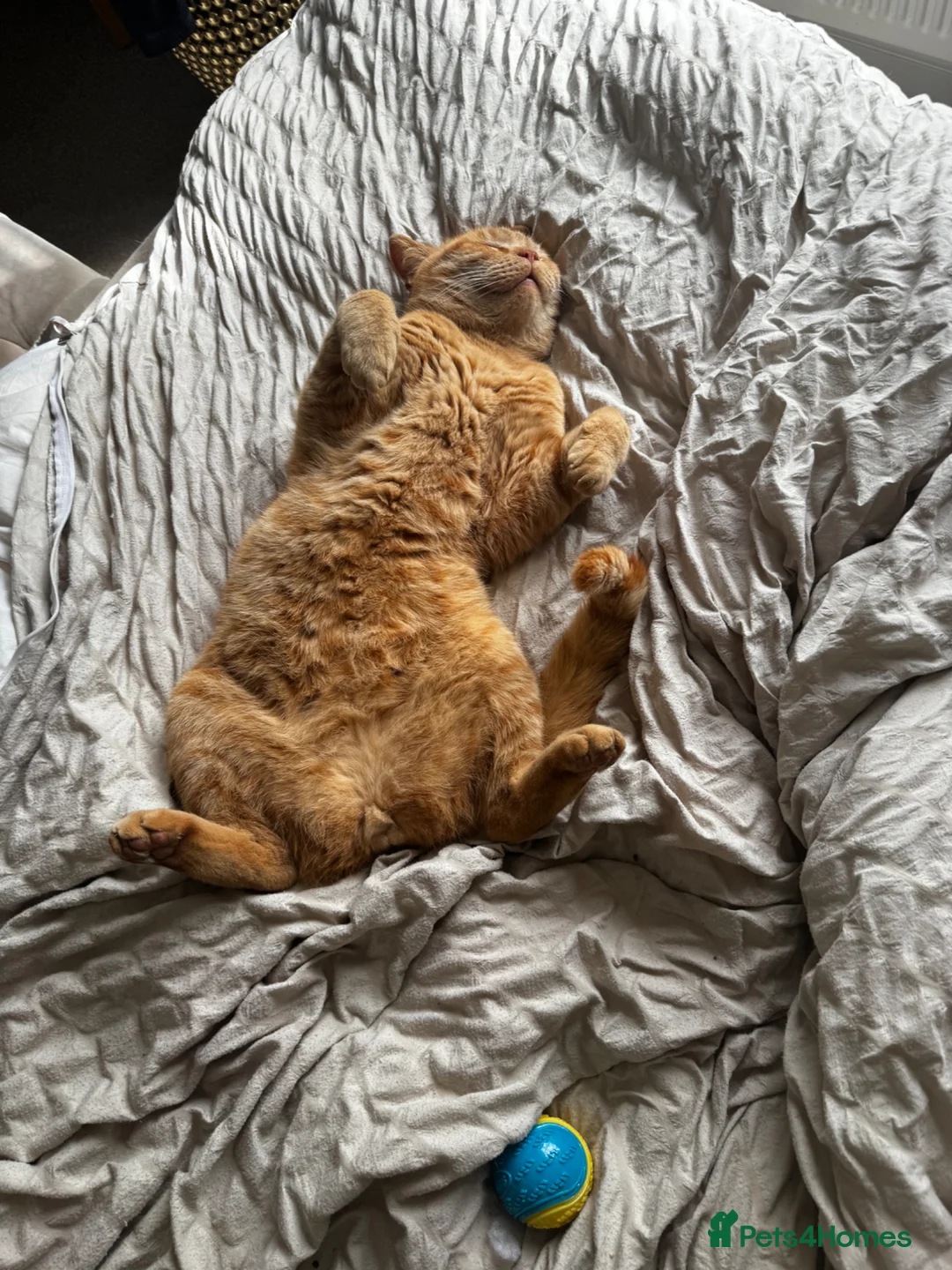 British Shorthair cats for sale: Jerry looking for his forever home  - Advert 2