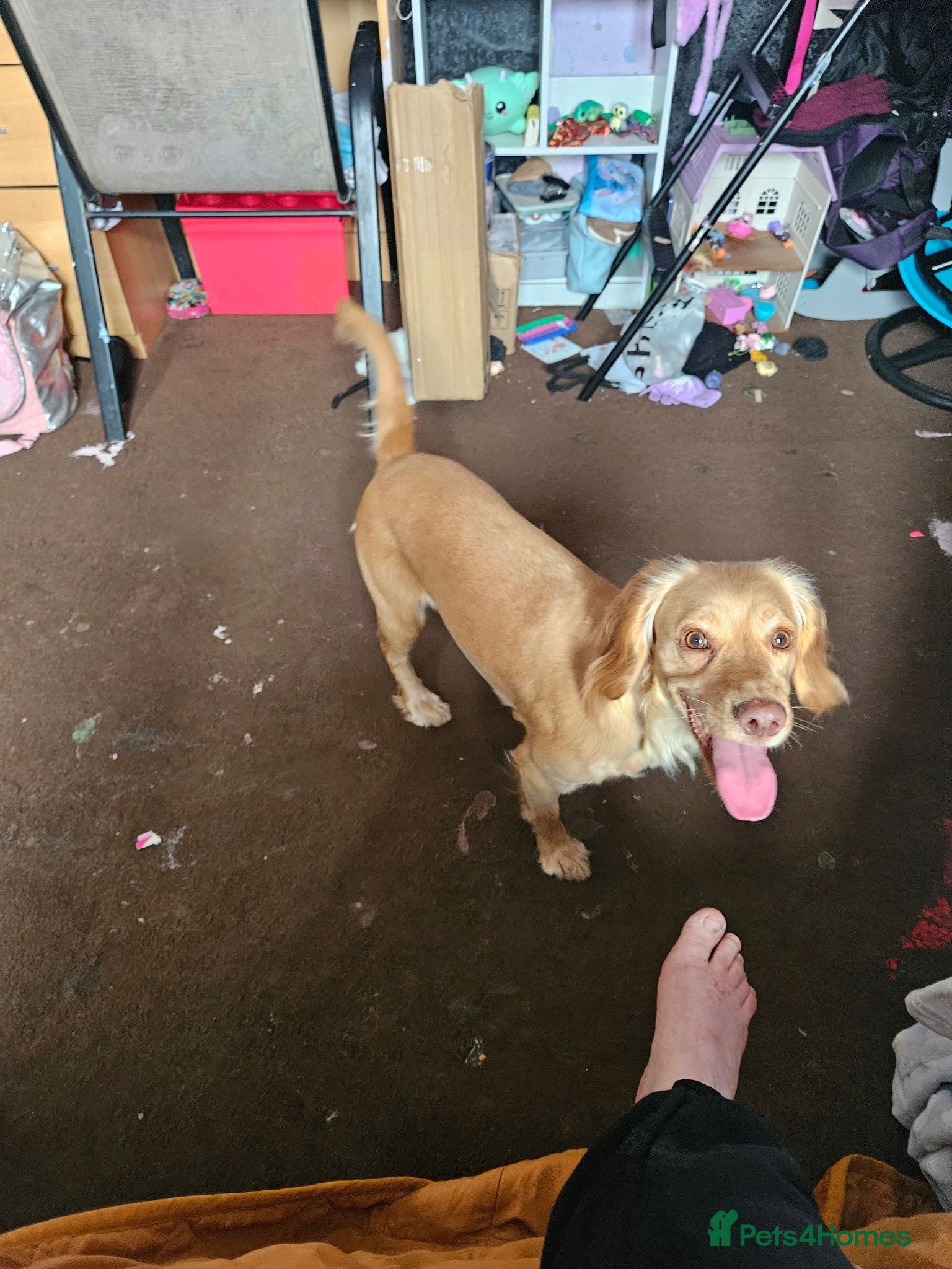 Cocker Spaniel dogs Bayley - Advert 5