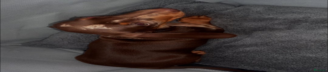 Dachshund Puppy 1