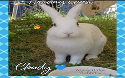 New Zealand rabbits for sale: Rabbit Cloudy for sale (male)  - Image 1