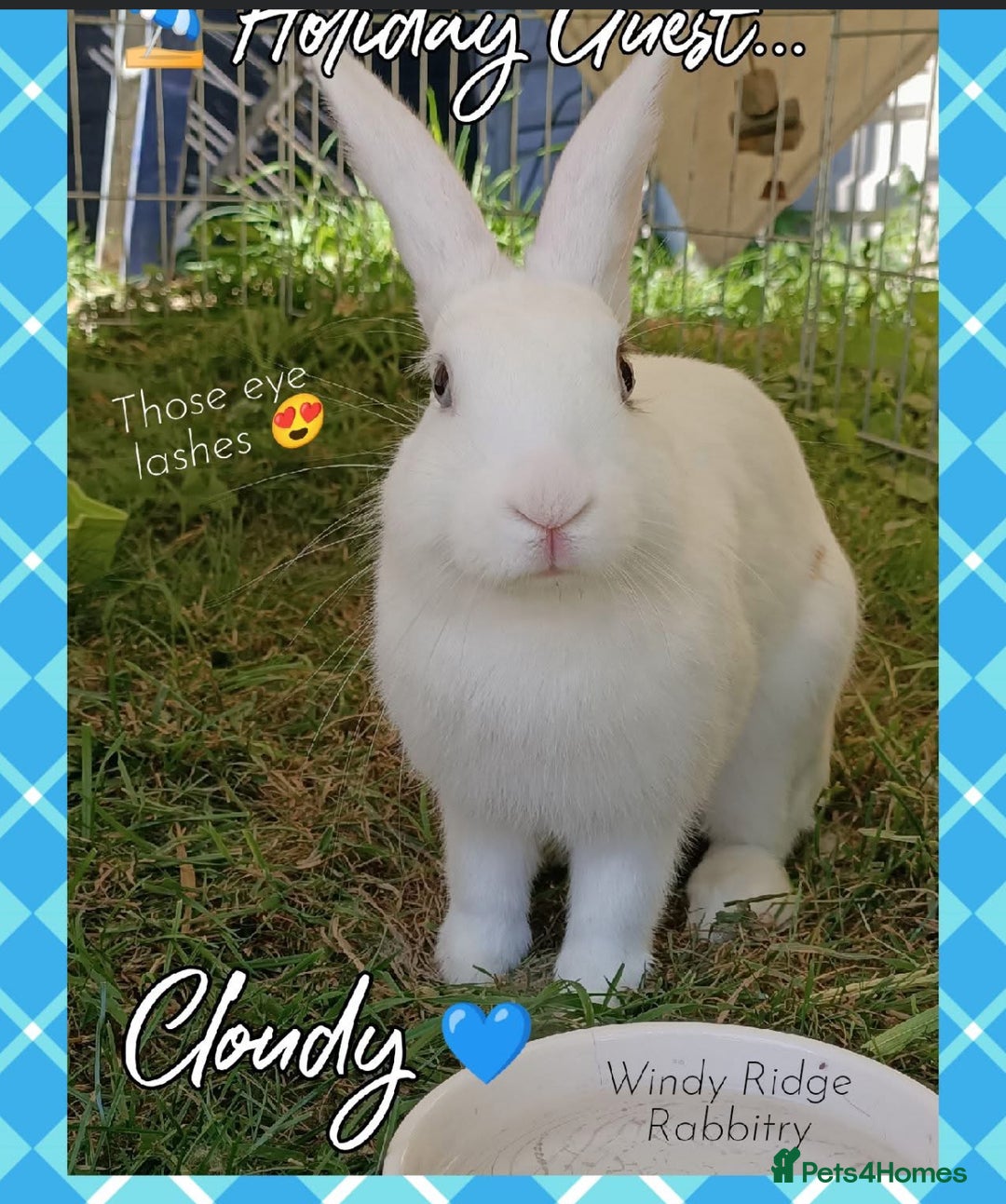 New Zealand rabbits for sale: Rabbit Cloudy for sale (male)  - Image 1