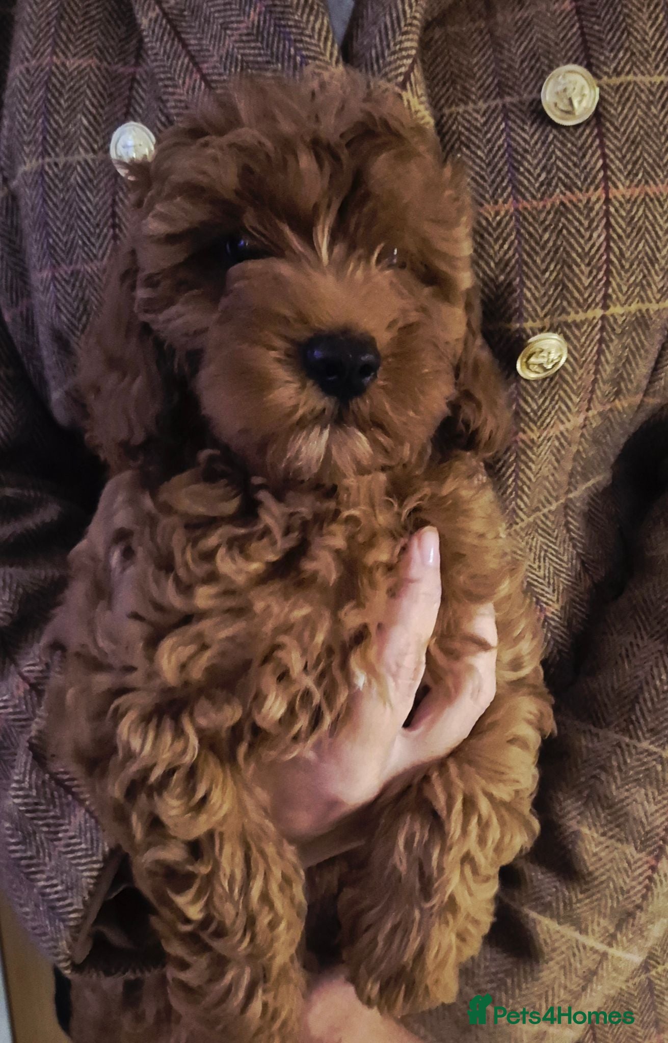 Cavapoo dogs F1B HEALTH TESTED RUBY CAVERPOOS  - Advert 11