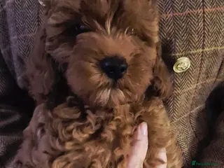 Cavapoo dogs F1B HEALTH TESTED RUBY CAVERPOOS - Advert 9