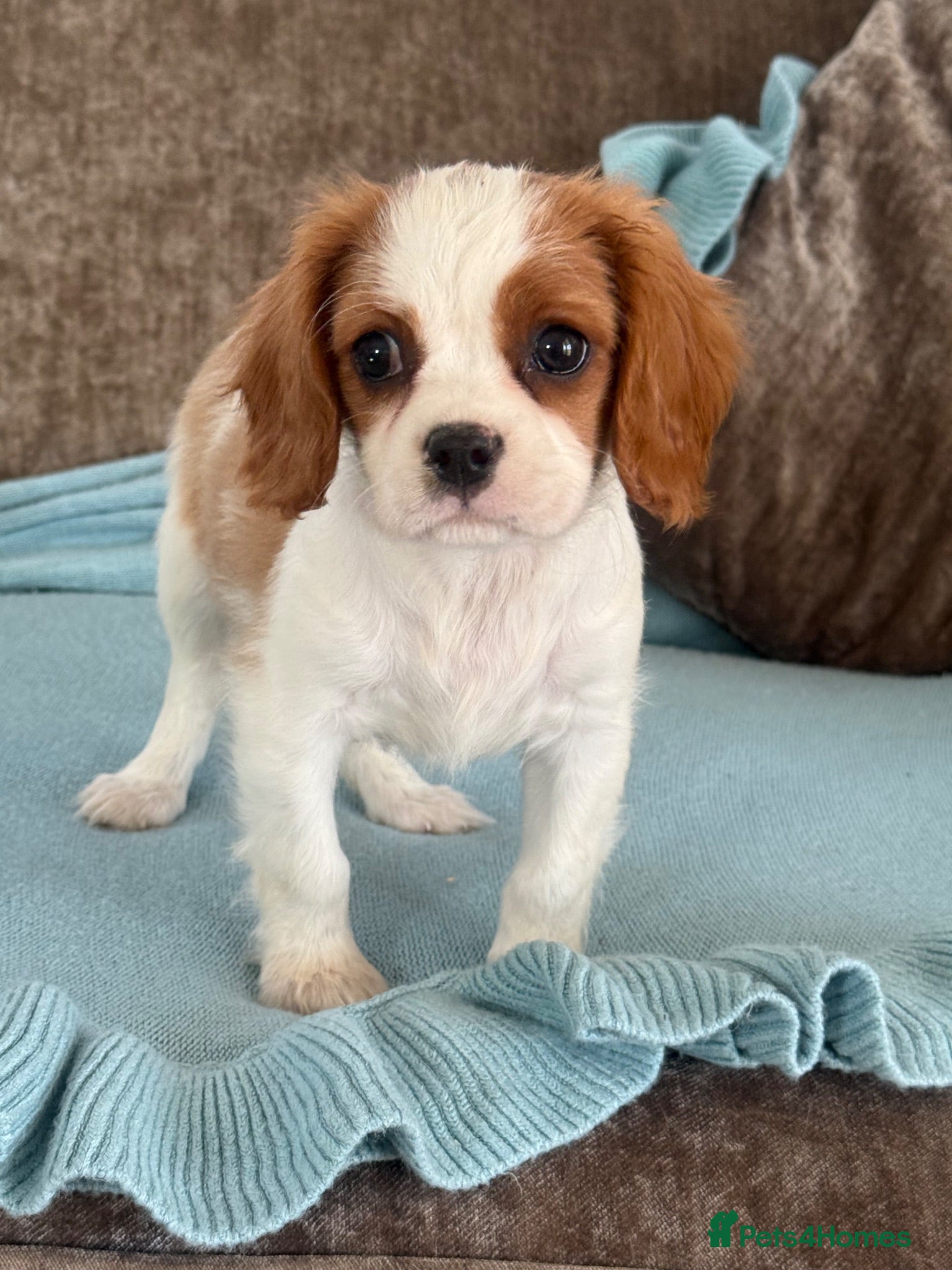 Cavalier King Charles Spaniel dogs Beautiful cavalier King Charles puppies 🩷💙 - Advert 1