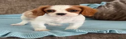 Cavalier King Charles Spaniel dogs for sale: Beautiful cavalier King Charles puppies 🩷💙 - Advert 2