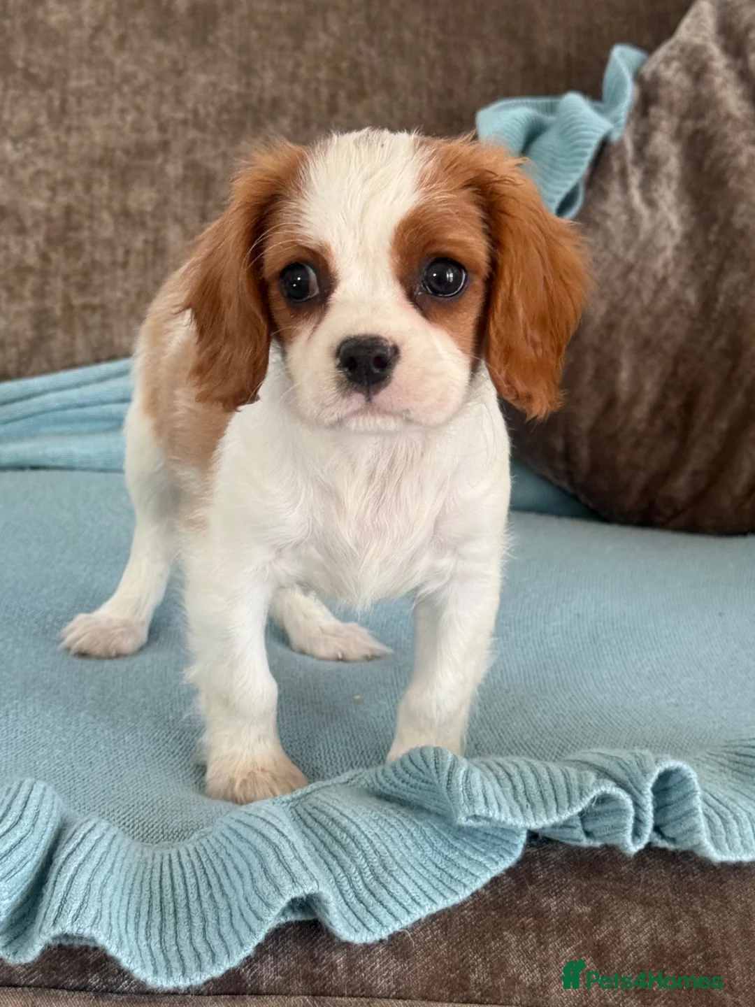 Cavalier King Charles Spaniel dogs for sale: Beautiful cavalier King Charles puppies 🩷💙 - Advert 2