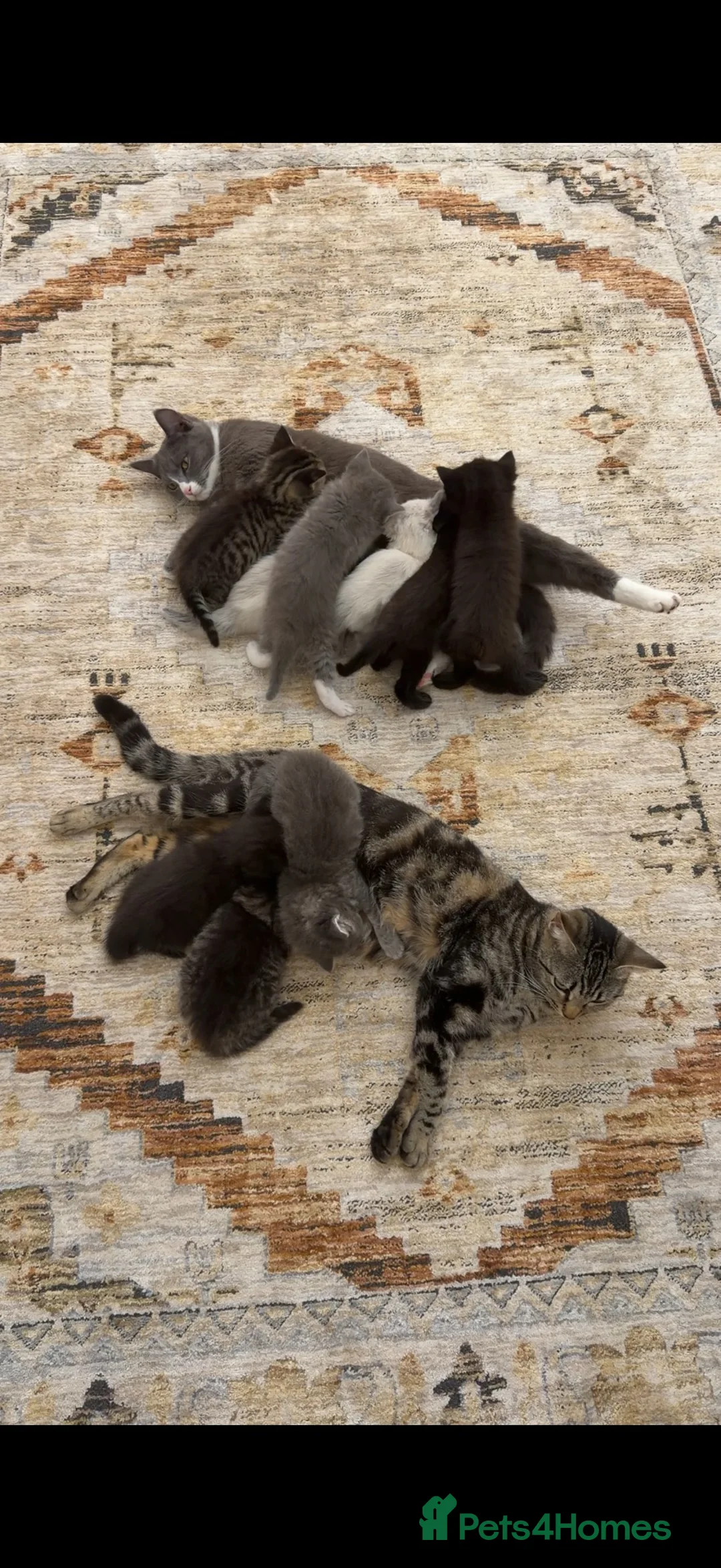 Mixed Breed cats for sale:  3 Beautiful Ragdoll Mix Kittens Left  in Gateshead - Advert 1
