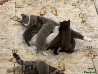 Mixed Breed cats 3 Beautiful Ragdoll Mix Kittens Left - Advert 2