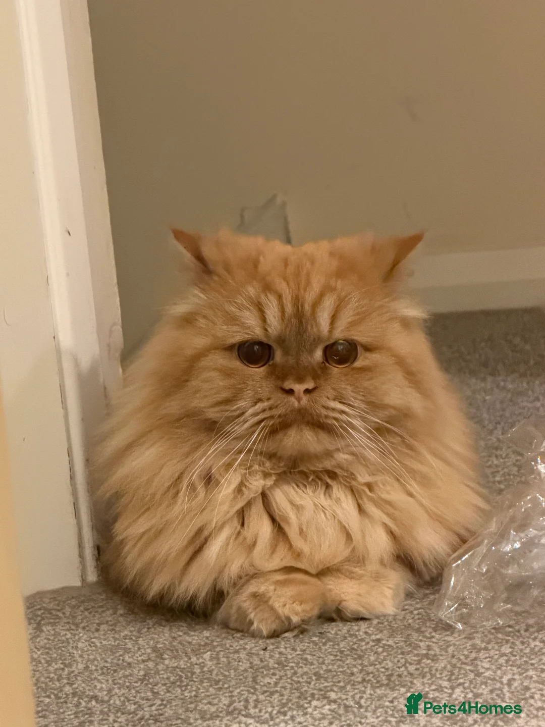 Persian cats for stud: Proven Ginger Persian Stud |Experienced and gentle - Advert 3