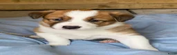Border Collie dogs for sale: Striking Welsh Red & White Border Collies in Montgomery - Advert 14
