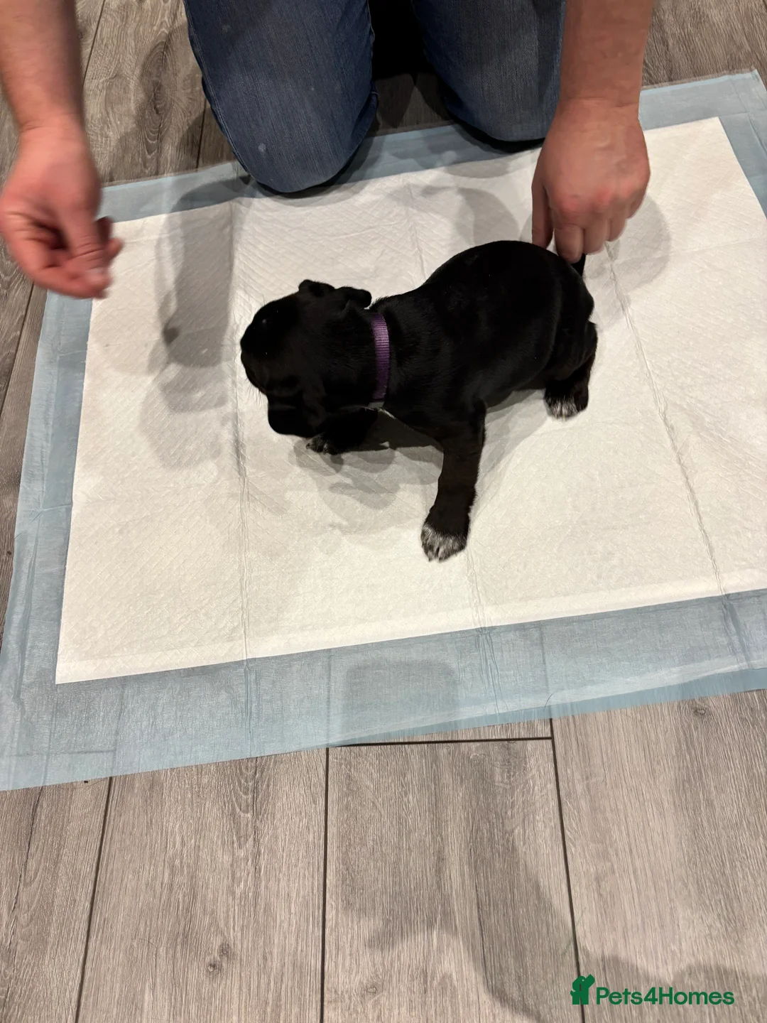 Patterdale Terrier dogs for sale: Patterdale puppies ready to go - Advert 4