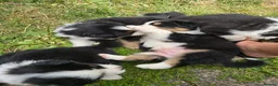 Australian Shepherd dogs for sale: Australian Shepherd  - Advert 31