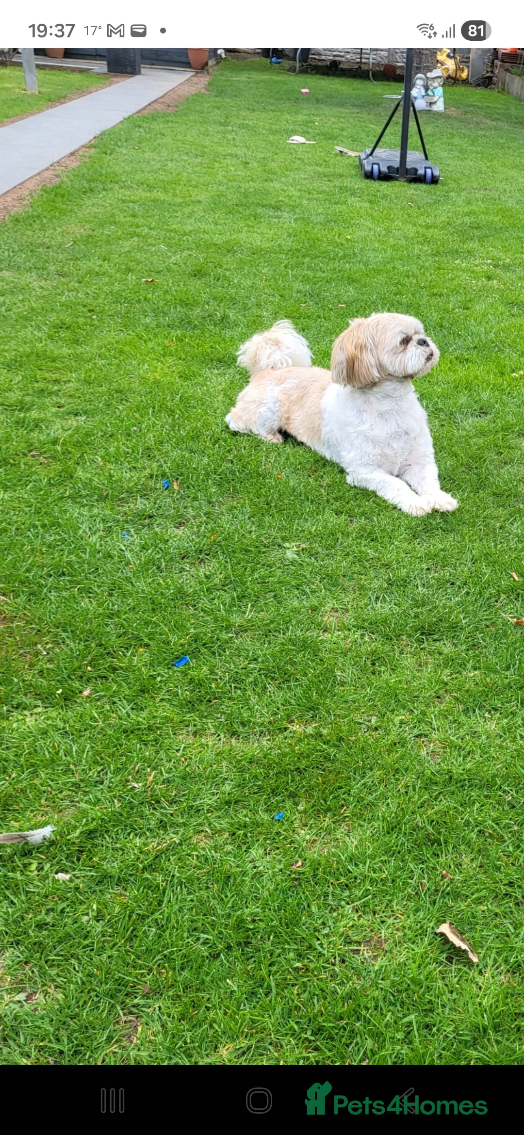 Shih Tzu dogs for sale: Dog ready for a new home - Advert 3