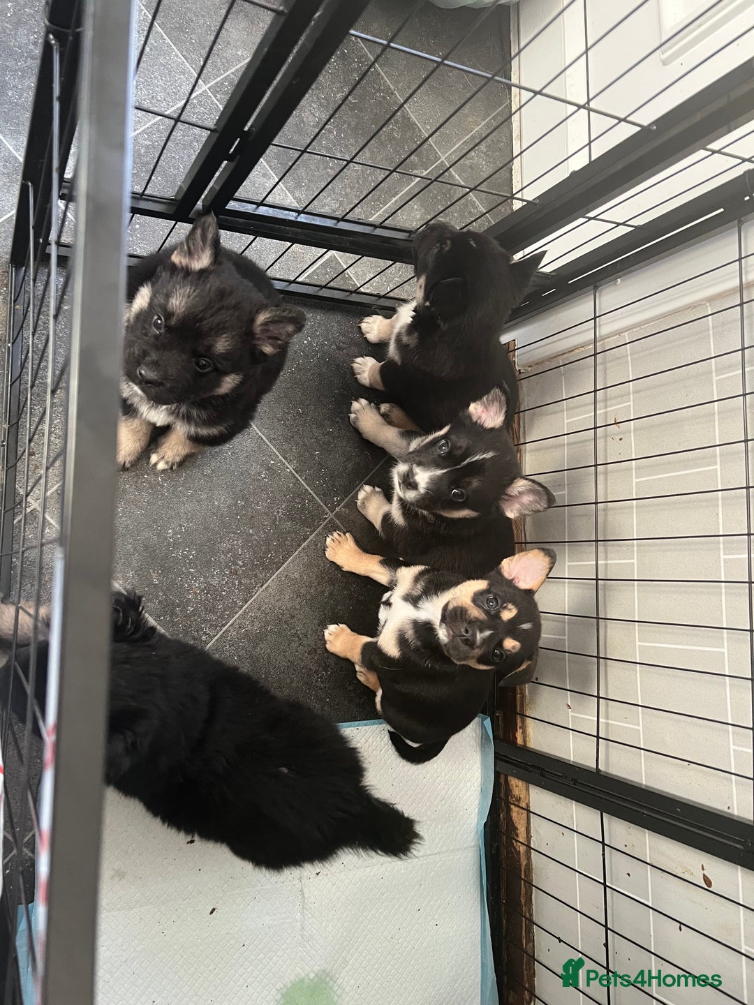 Mixed Breed dogs for sale: Sarah  - Advert 3