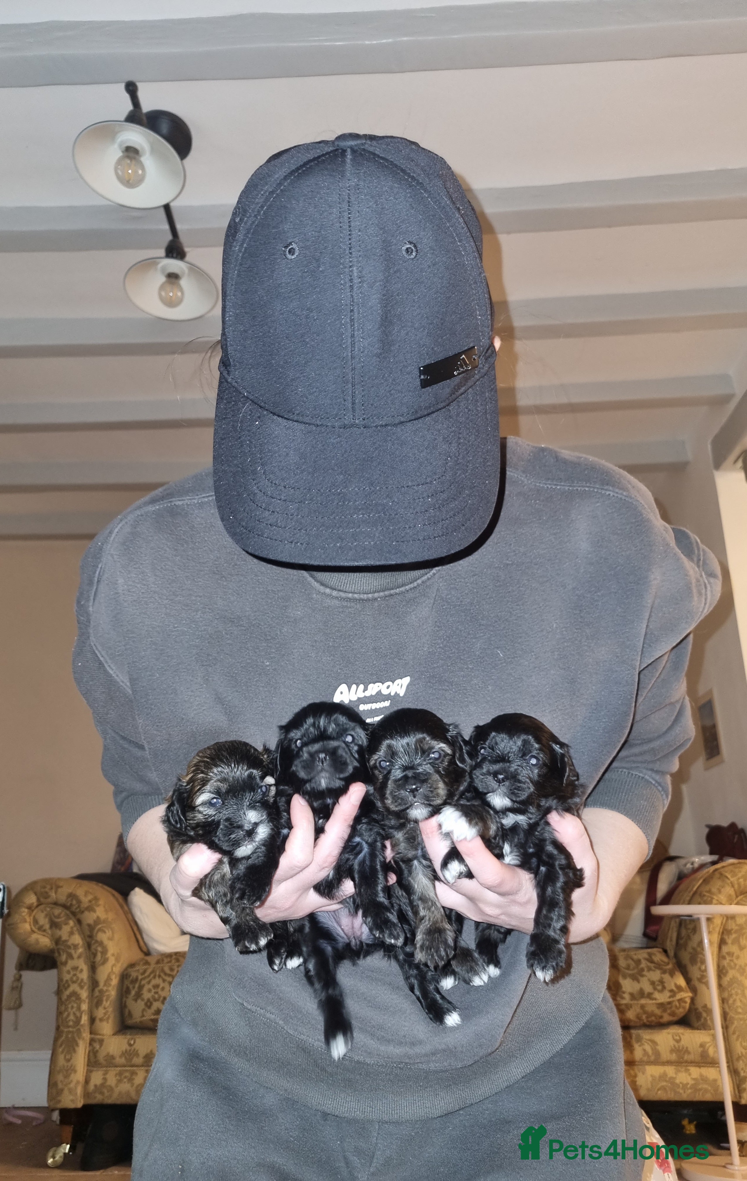 Mixed Breed dogs Shihpoo pups  - Advert 1