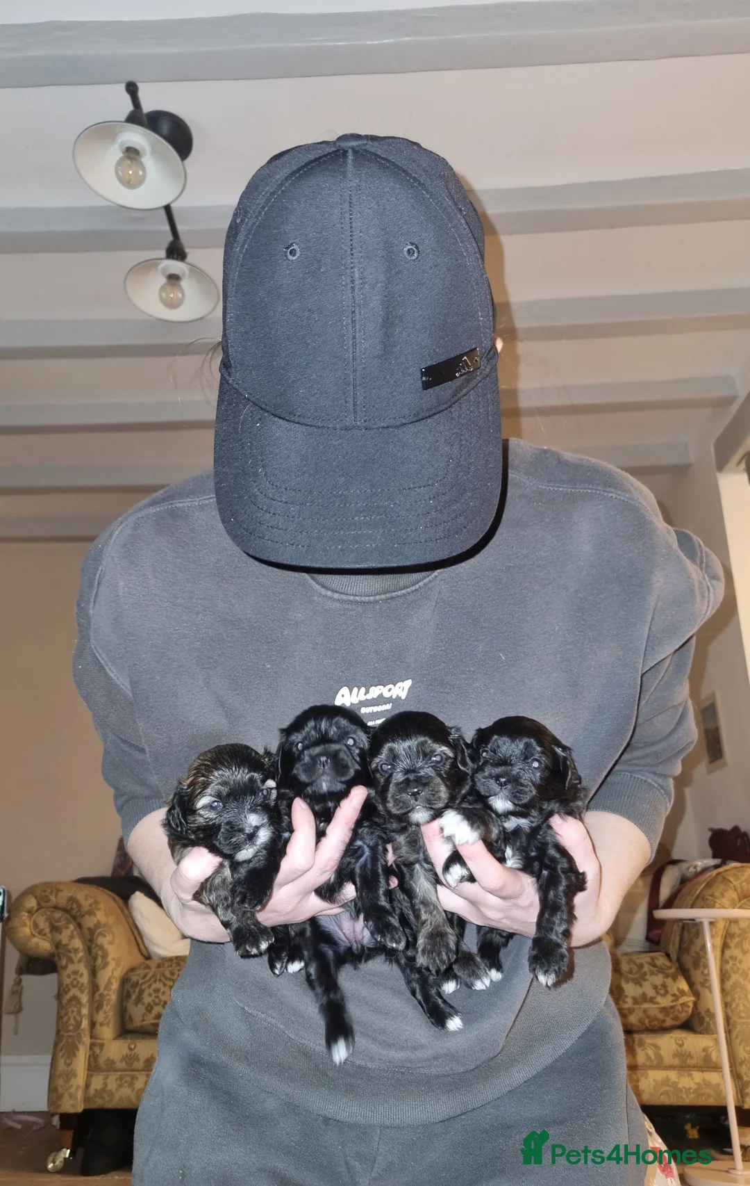 Mixed Breed dogs for sale: Shihpoo pups  - Advert 1