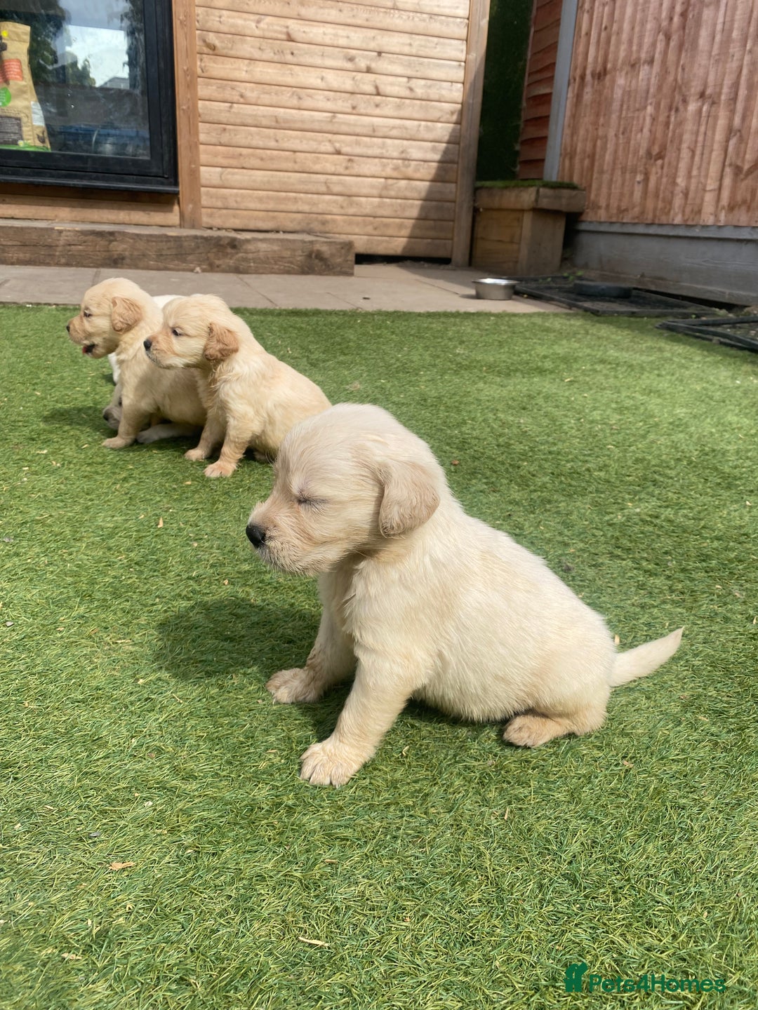 Golden Retriever dogs for sale: KC REGISTERED ®️ GOLDEN RETRIEVER PUPPIES 🐶 ❤️ - Image 16