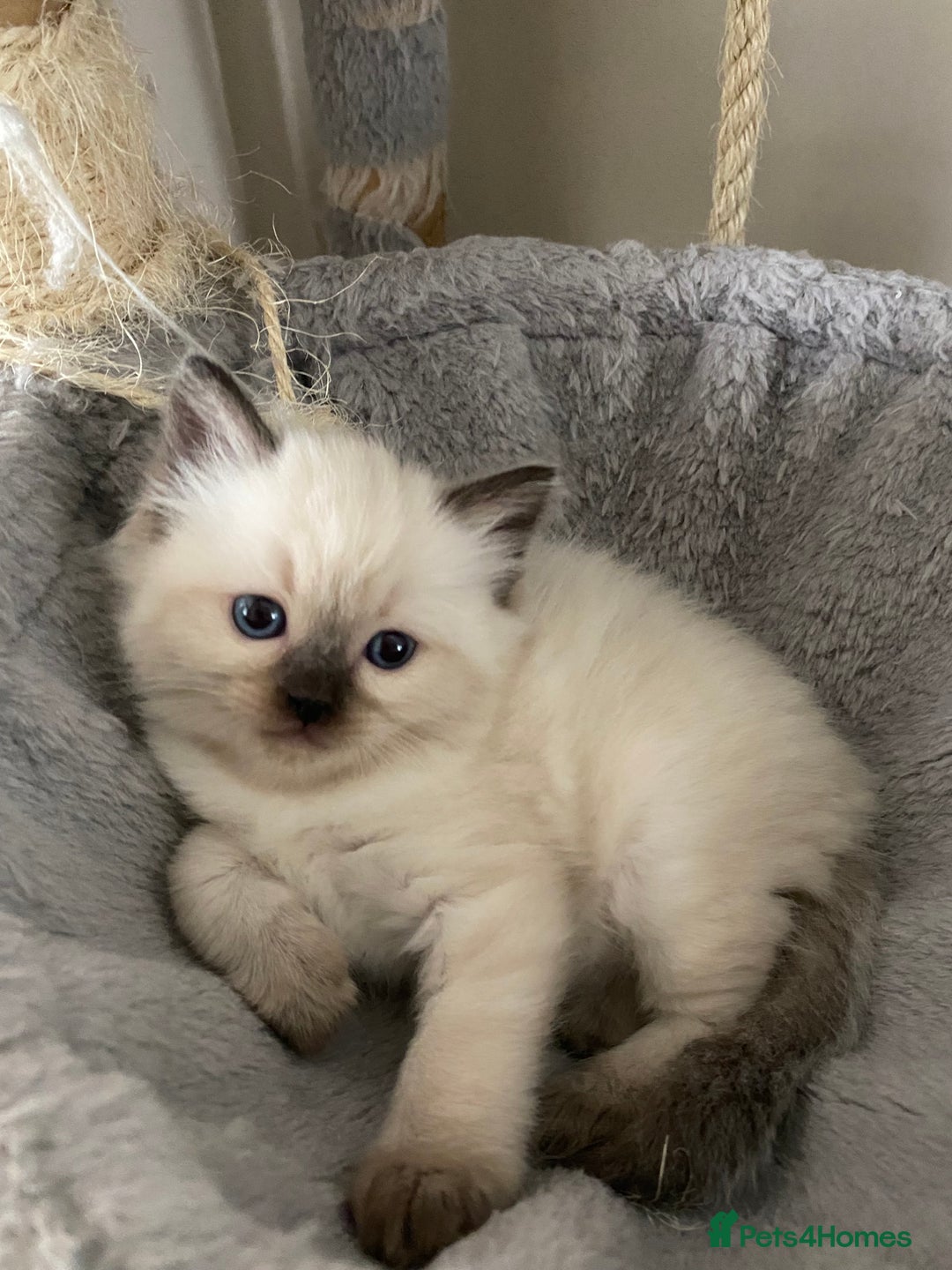Ragdoll cats for sale: GCCF Seal point and bi colour Ragdoll Kittens - Image 28