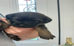 Border Terrier dogs for sale: Blue and tan slem clear kc registered  - Image 2