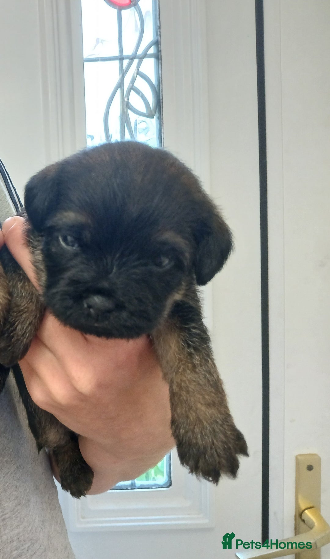 Border Terrier dogs for sale: Blue and tan slem clear kc registered  - Image 2