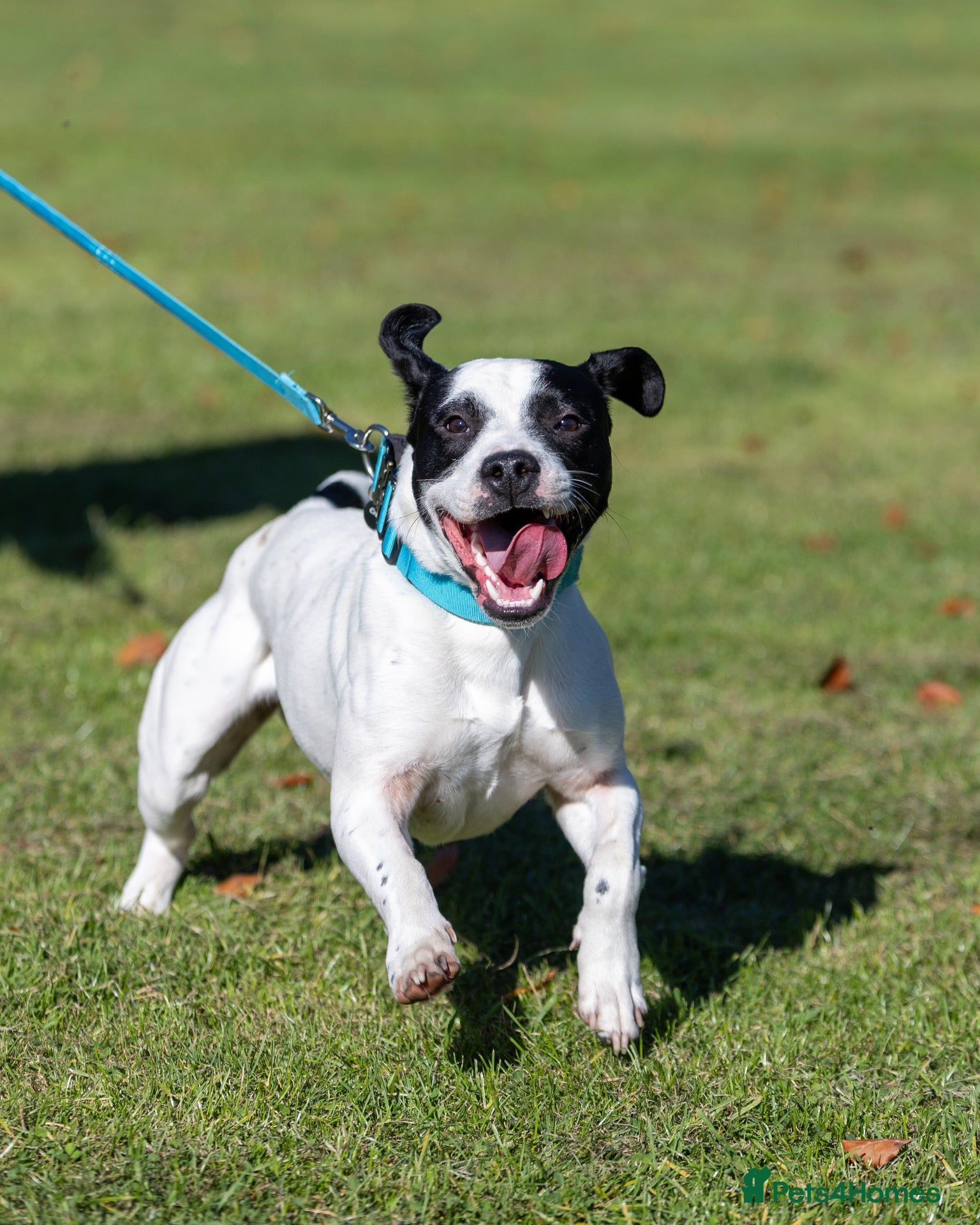 Mixed Breed dogs American Bulldog x Springer Spaniel - Advert 1