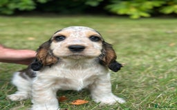 Cocker Spaniel dogs for sale: STUNNING Rizi Bizi sired Cocker puppies DNA Tested - Image 30