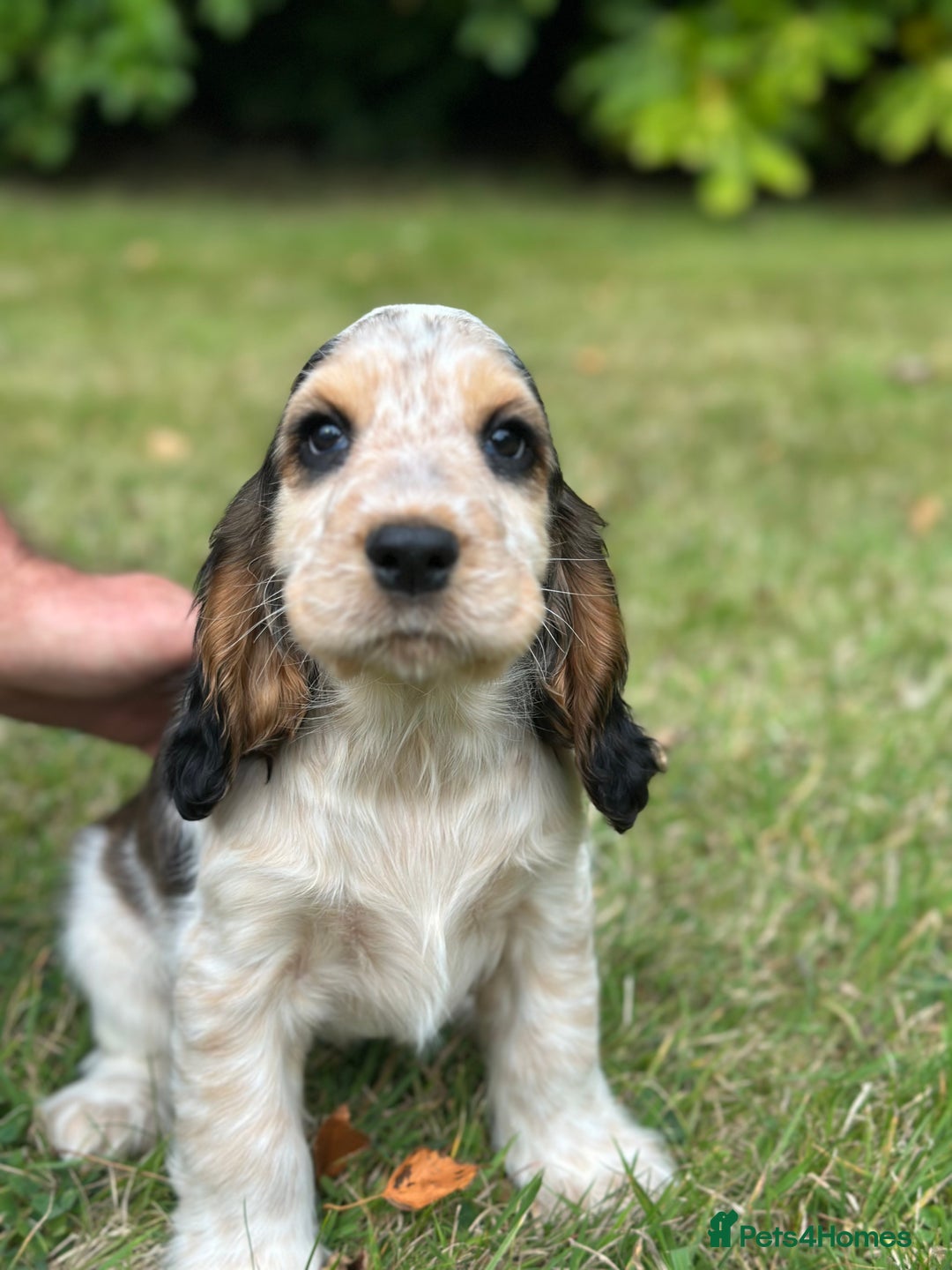 Cocker Spaniel dogs for sale: STUNNING Rizi Bizi sired Cocker puppies DNA Tested - Image 30
